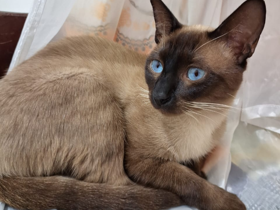 Gato siamês desaparecido em Campo Grande gera comoção e recompensa de R$ 1,5 mil