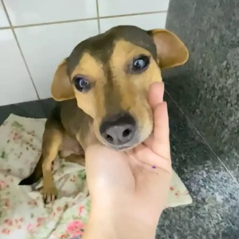 Cãozinho Sorriso busca novo lar após abandono e atropelamento em Campo Grande