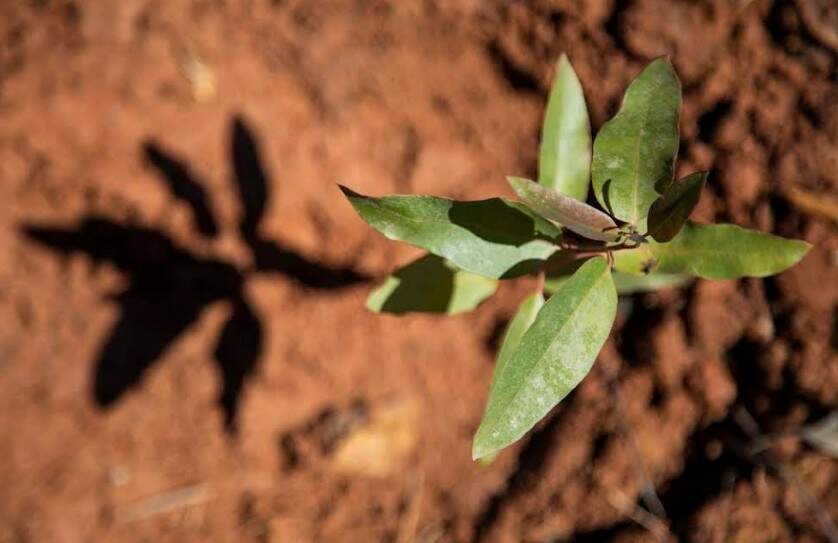 Inovação em eucalipto promete maior produtividade e uso sustentável da água
