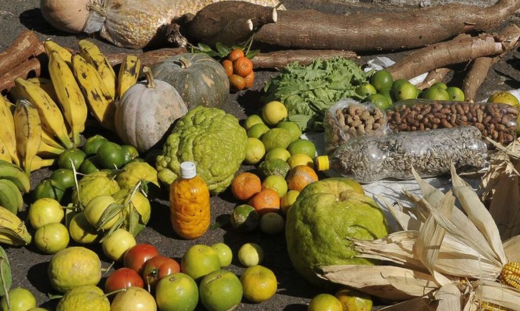 Conab alerta sobre fraudes em doações de alimentos