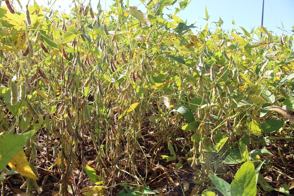 Mercado de soja nos EUA sofre influência do calor extremo