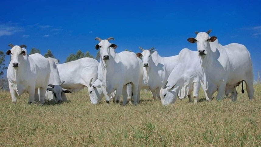 Queda nas exportações de carne bovina em julho impacta volume, mas receita se mantém estável