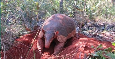 Dia do Tatu-Canastra pode ser oficializado em Mato Grosso do Sul