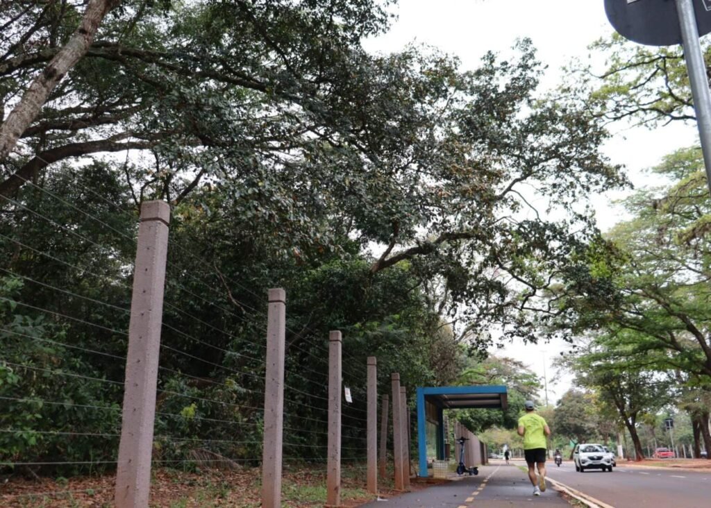 Instituto de Meio Ambiente inicia vistoria de árvores após tragédia em Campo Grande