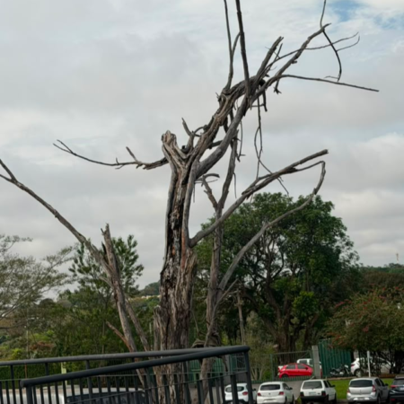 Tragédia no Parque dos Poderes alerta sobre a saúde das árvores em Campo Grande