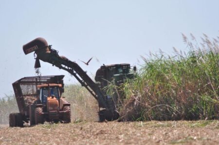 Aumento da Safra de Cana Impacta Preços do Etanol no Mercado