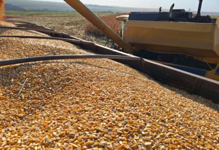 Novos veículos a etanol podem impulsionar a produção de milho em MS