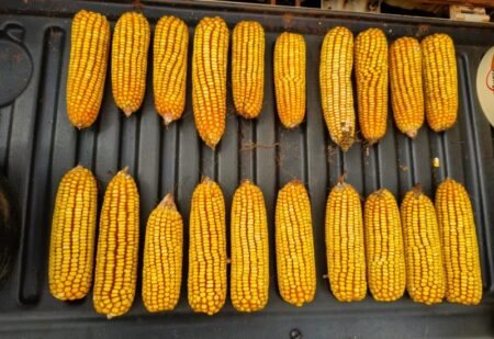 Colheita do milho avança em Mato Grosso do Sul com previsão de clima instável
