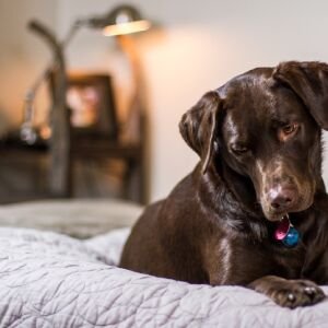 Como escolher a cama ideal para o seu cachorro